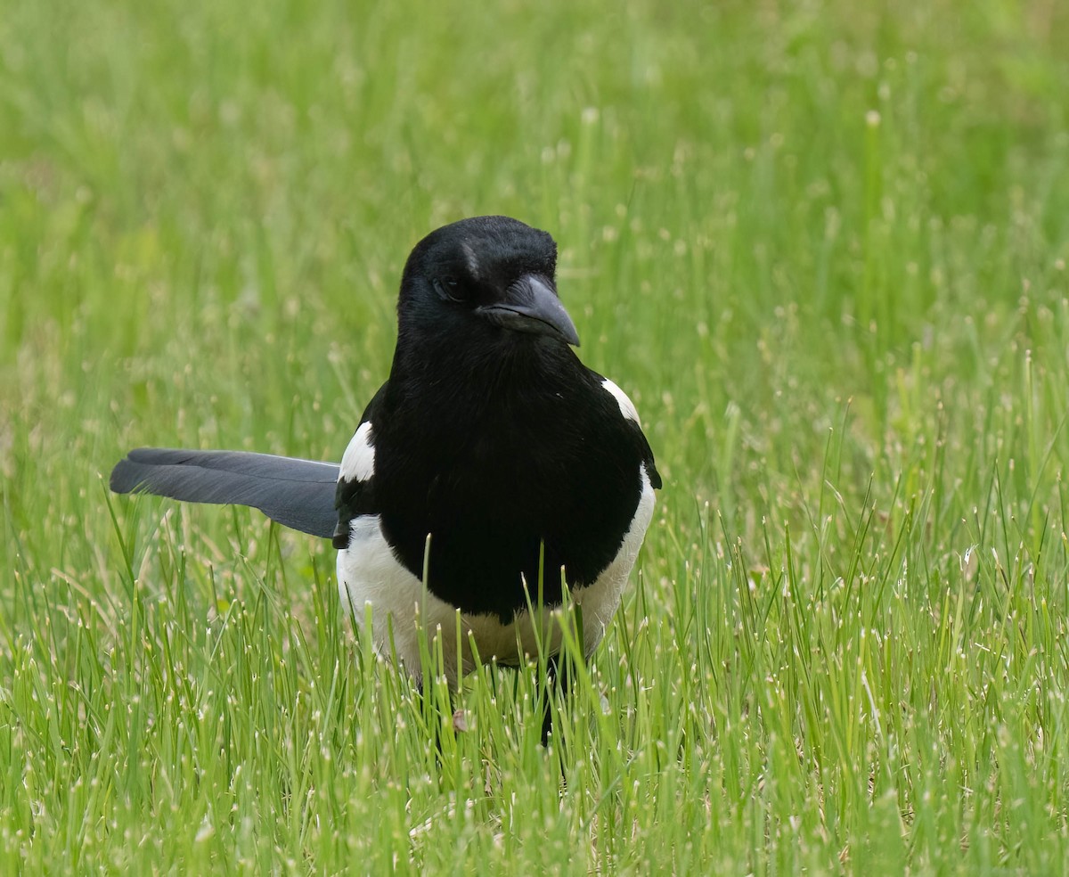 Black-billed Magpie - ML638800255