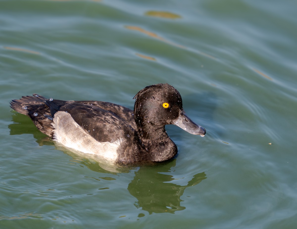 Tufted Duck - ML638800264