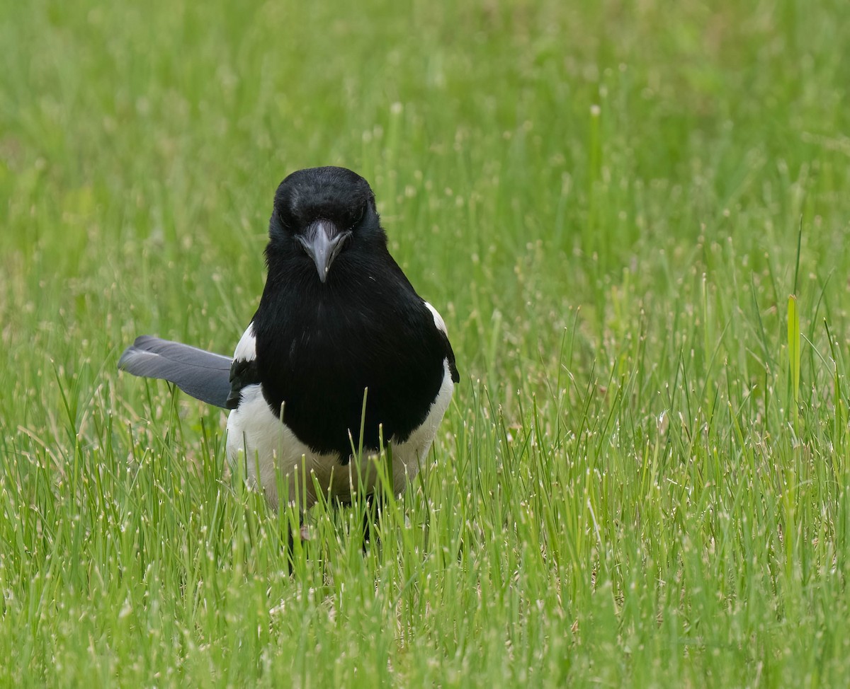 Black-billed Magpie - ML638800265