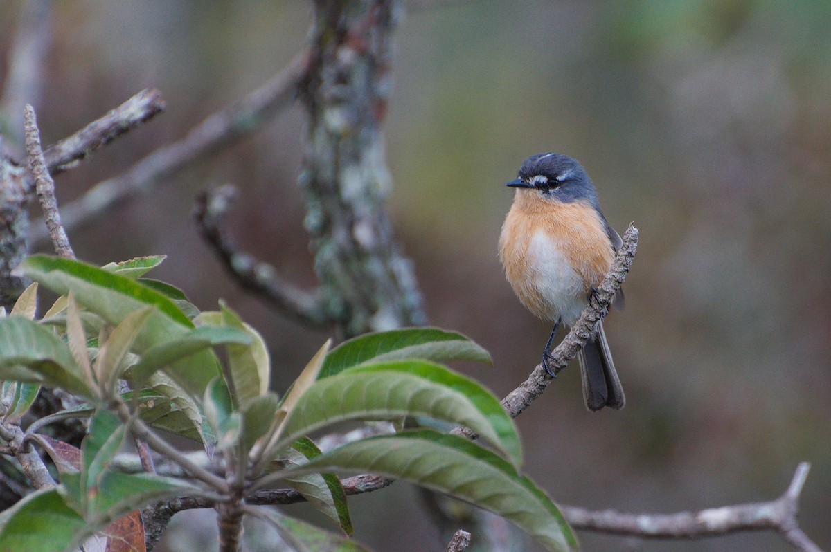 Gray-backed Tachuri - ML638800267