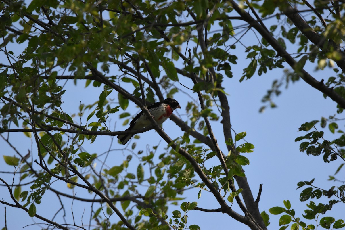 Rose-breasted Grosbeak - ML638800272