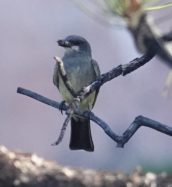 Cassin's Kingbird - ML638800273