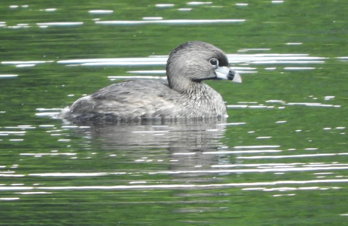 Pied-billed Grebe - ML638800274