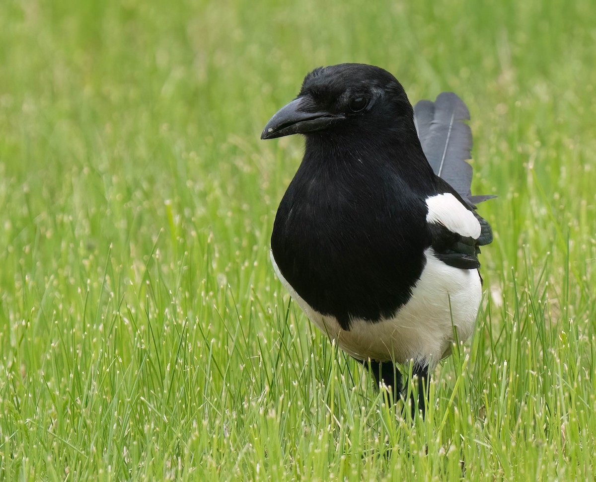 Black-billed Magpie - ML638800275