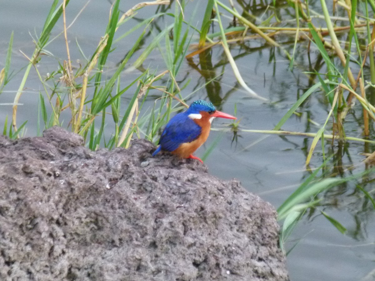 Malachite Kingfisher - ML638800276