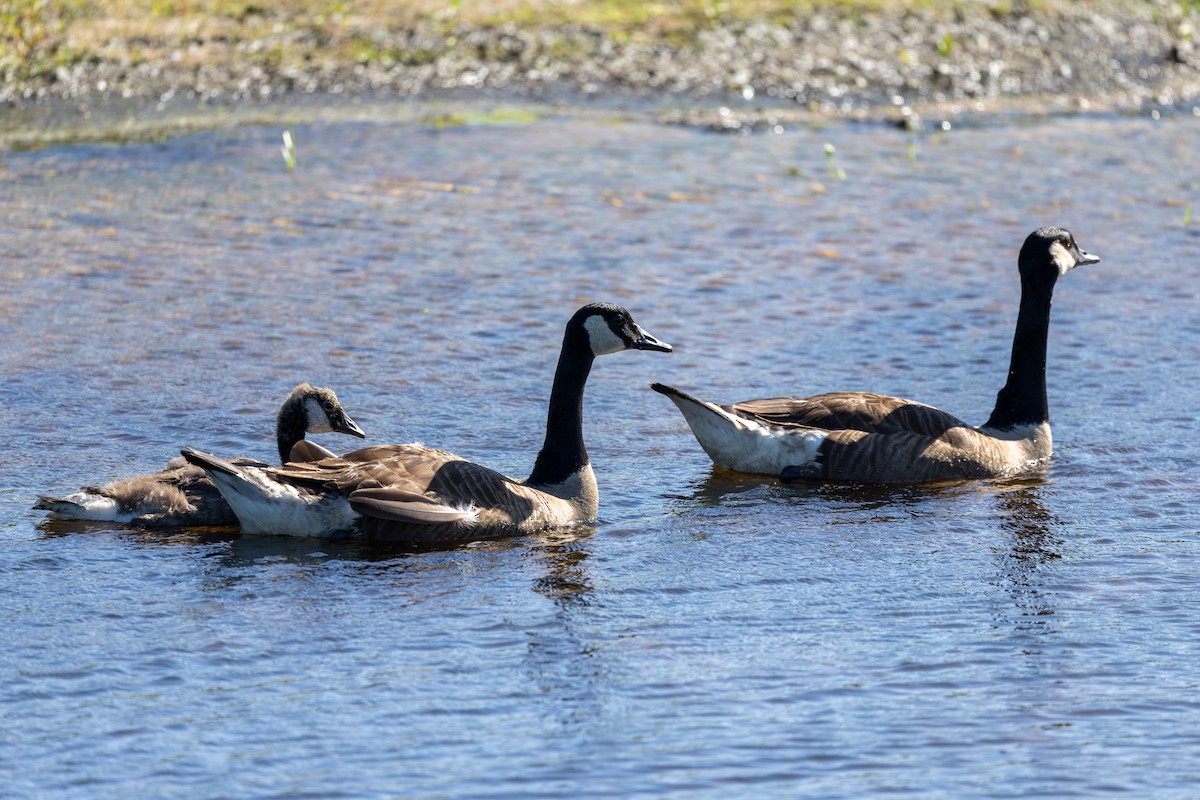 Canada Goose - ML638800277