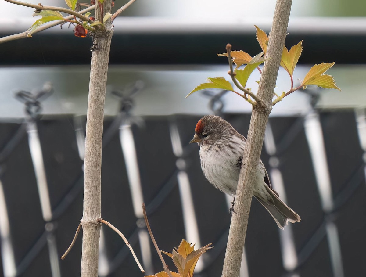 Redpoll (Common) - ML638800278