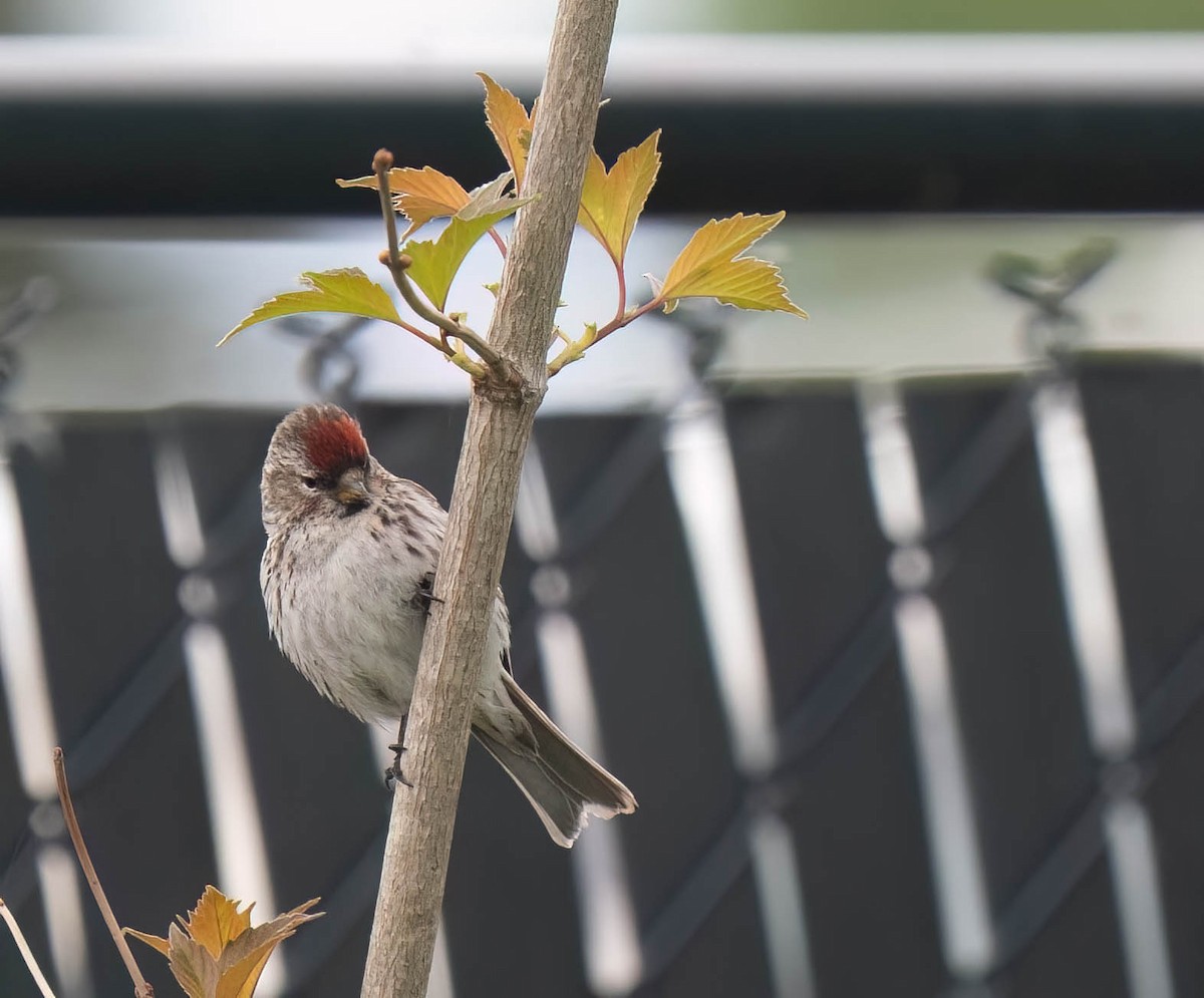 Redpoll (Common) - ML638800279