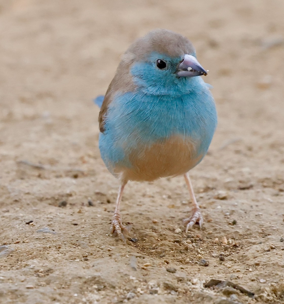 Southern Cordonbleu - ML638800280