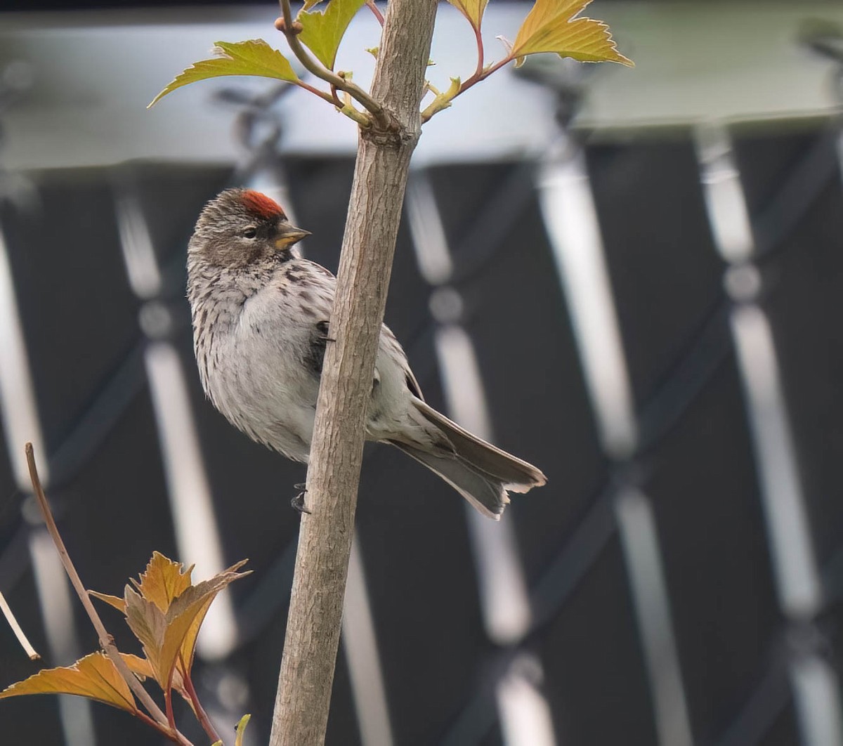 Redpoll (Common) - ML638800284