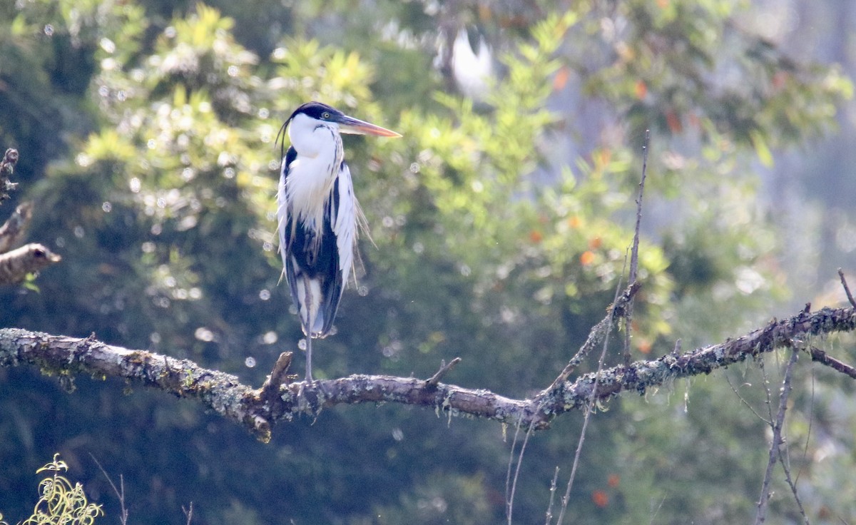 volavka jihoamerická - ML638800324