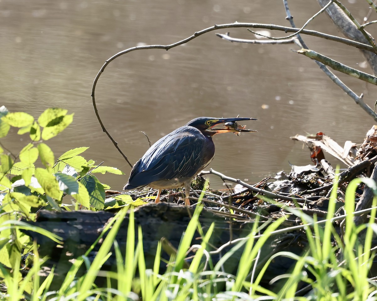 Green Heron - ML638800401