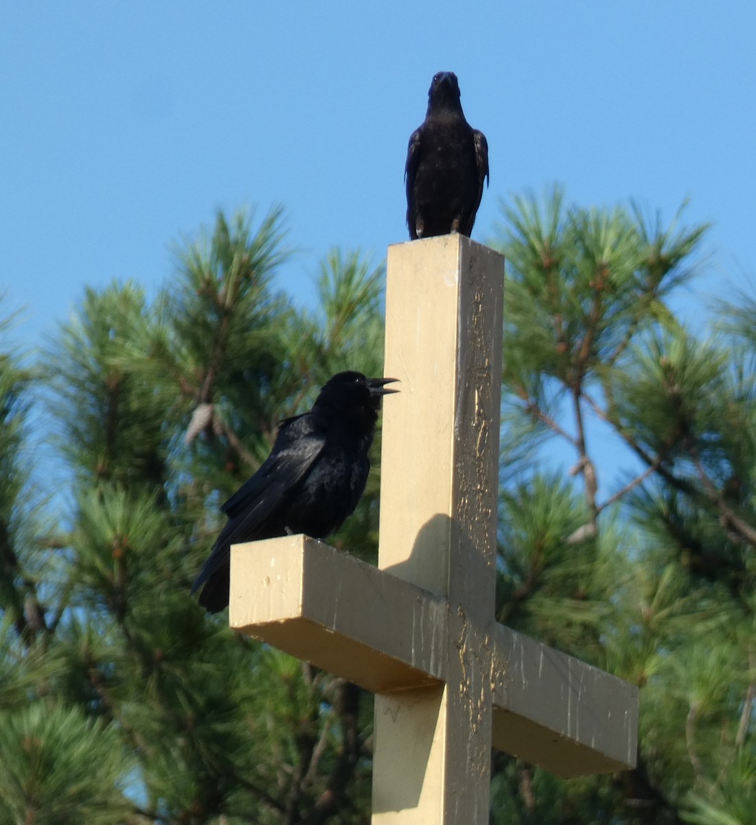 Fish Crow - ML638800431
