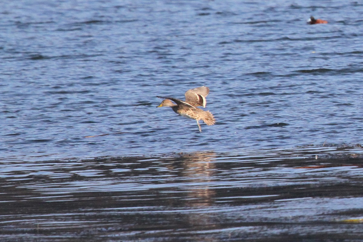 Yellow-billed Pintail - ML638800479