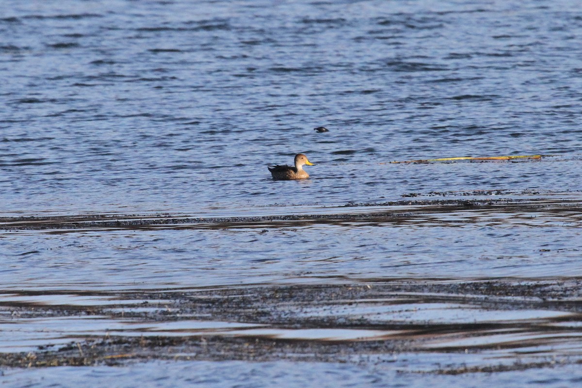 Yellow-billed Pintail - ML638800480