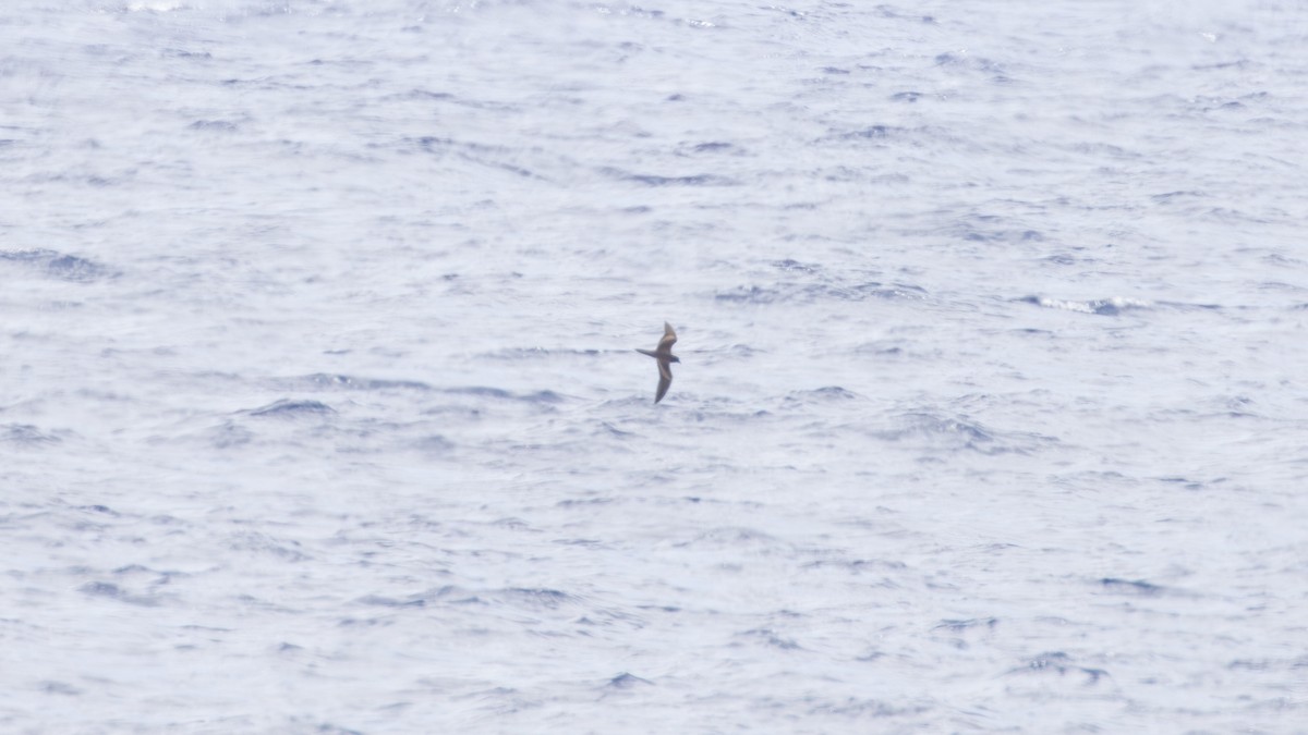 Wedge-tailed Shearwater - ML638800481