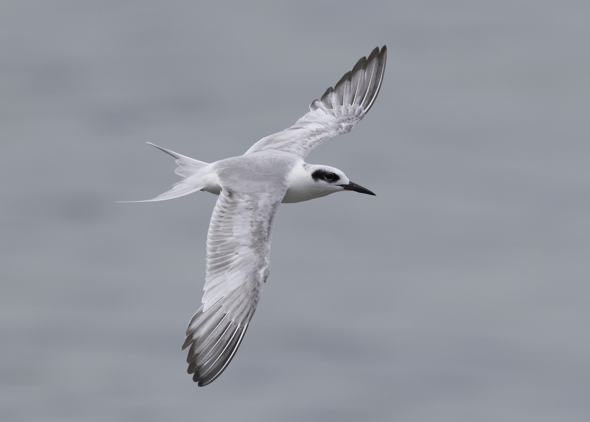 Forster's Tern - ML638800508