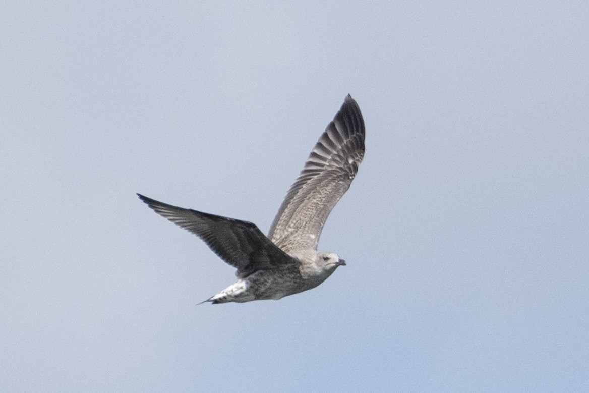 Lesser Black-backed Gull - ML638800521