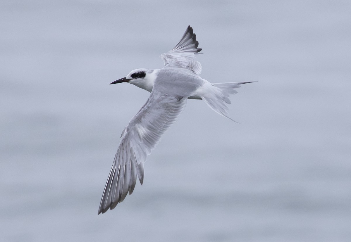 Forster's Tern - ML638800543