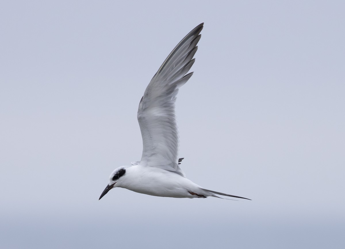 Forster's Tern - ML638800551
