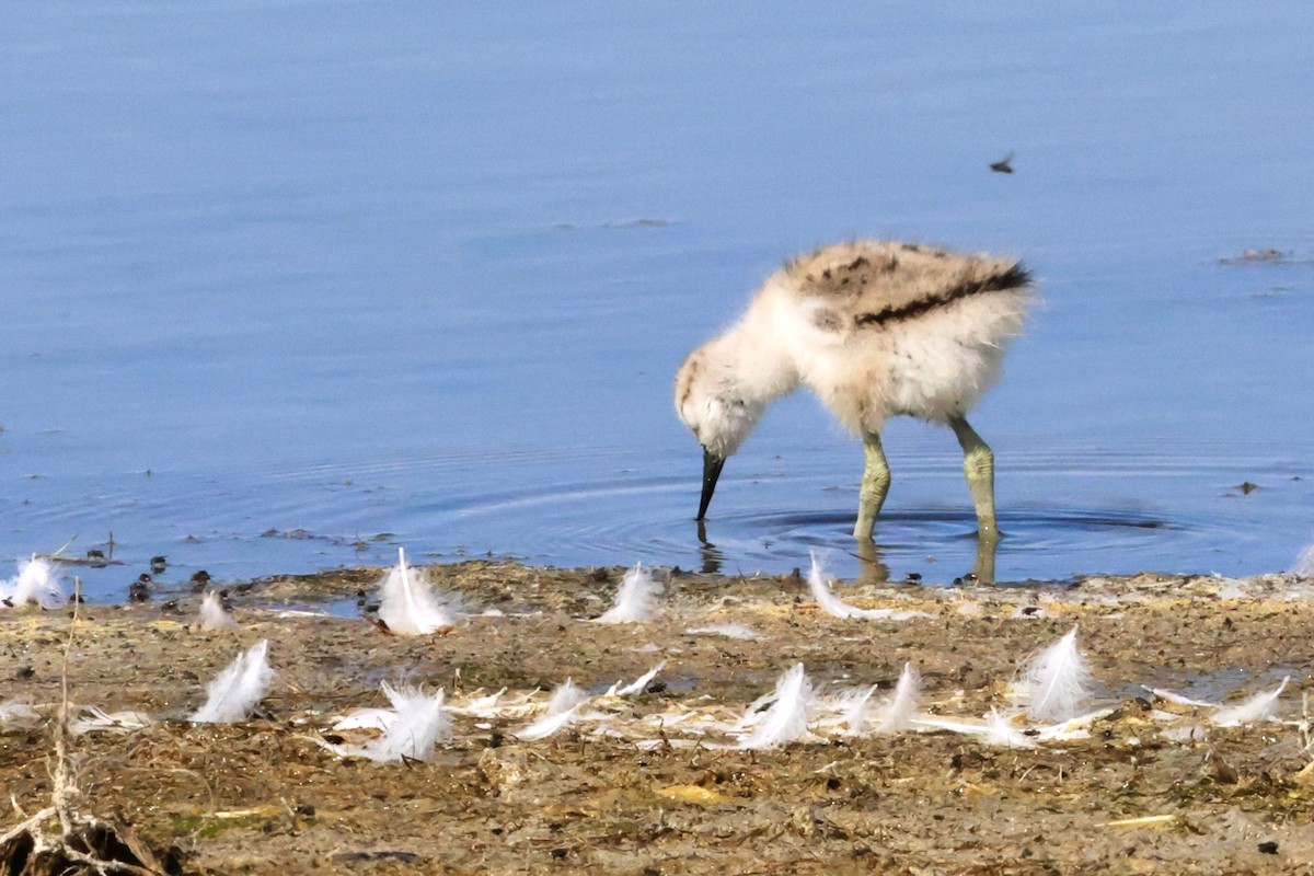 Avocetta - ML638800557