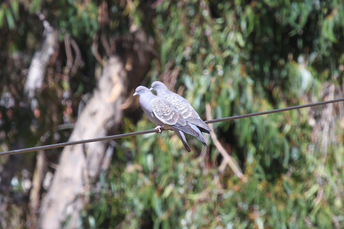 Spot-winged Pigeon - ML638800575