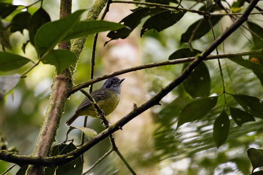 Plain Antvireo - ML638800582