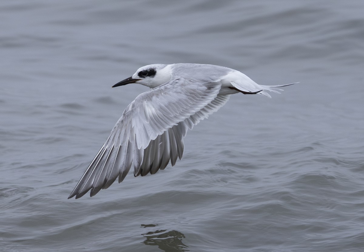 Forster's Tern - ML638800587