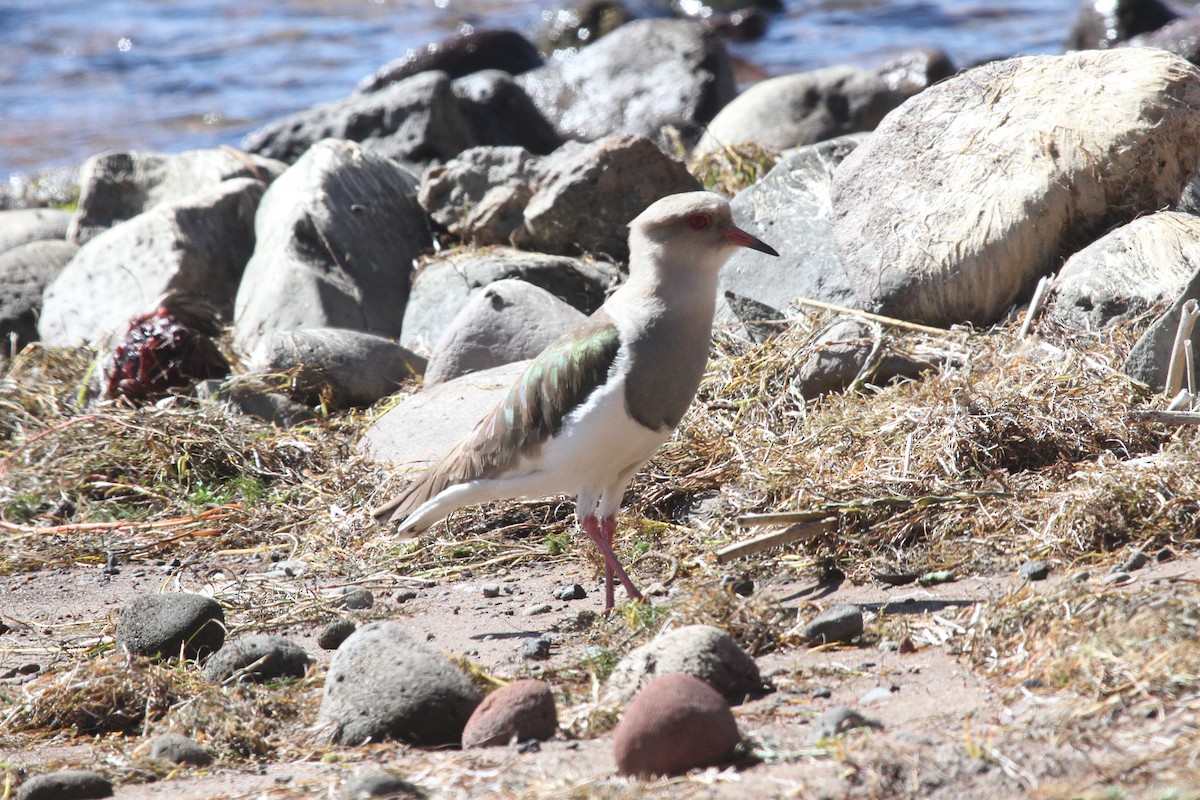 Andean Lapwing - ML638800594