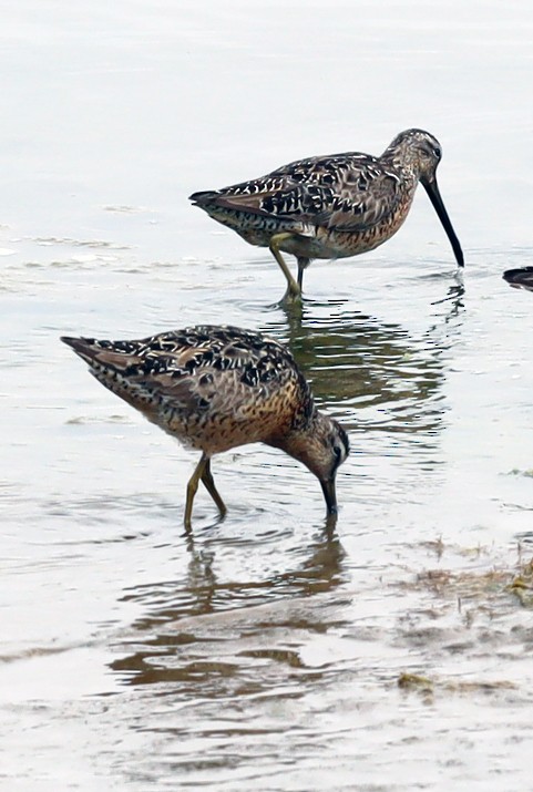 Short-billed Dowitcher - ML638800598