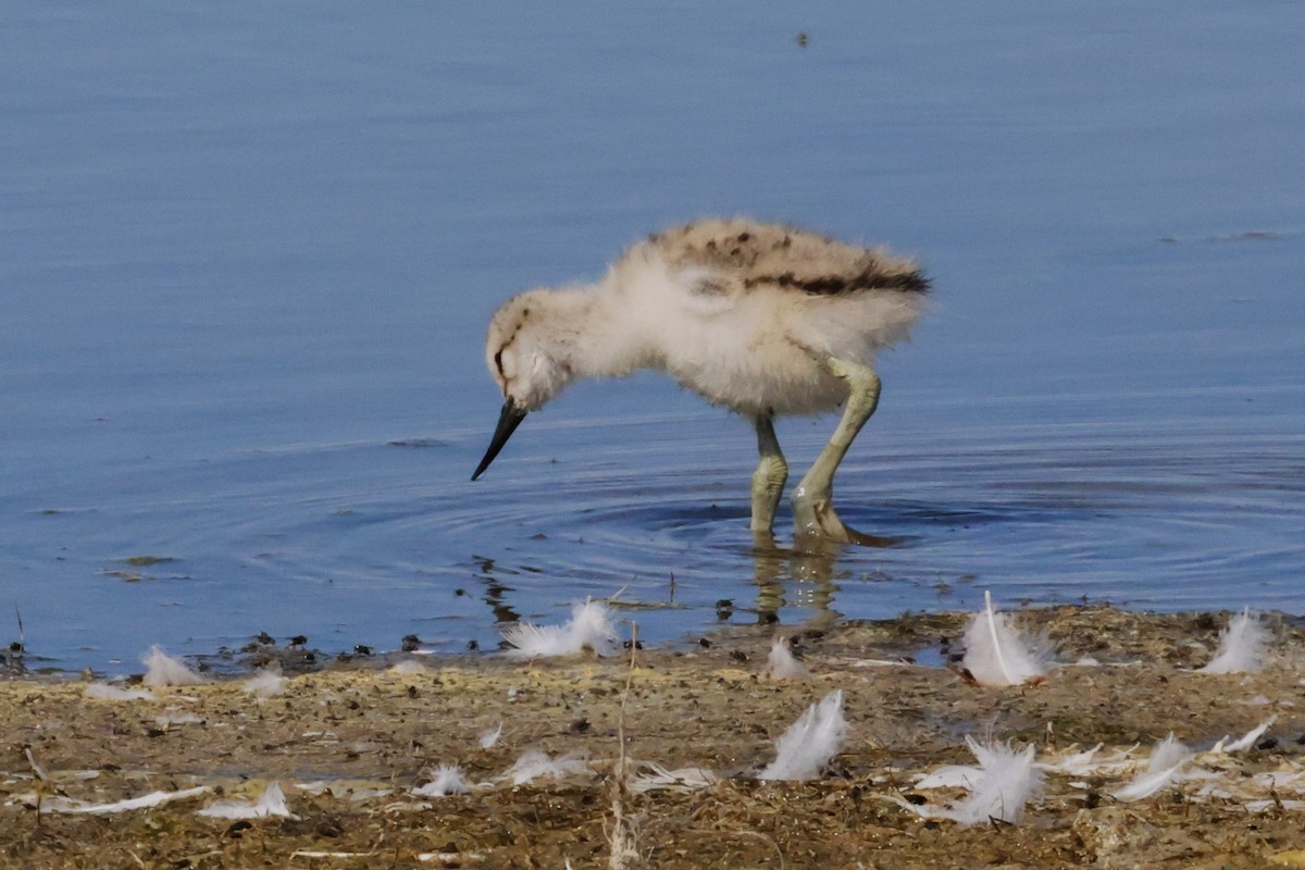 Avocetta - ML638800599