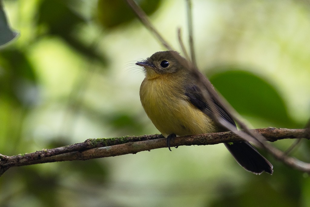 Black-tailed Flycatcher - ML638800627