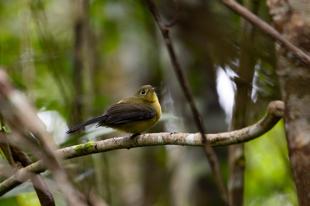 Black-tailed Flycatcher - ML638800628