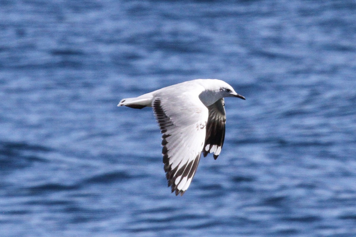 Andean Gull - ML638800638