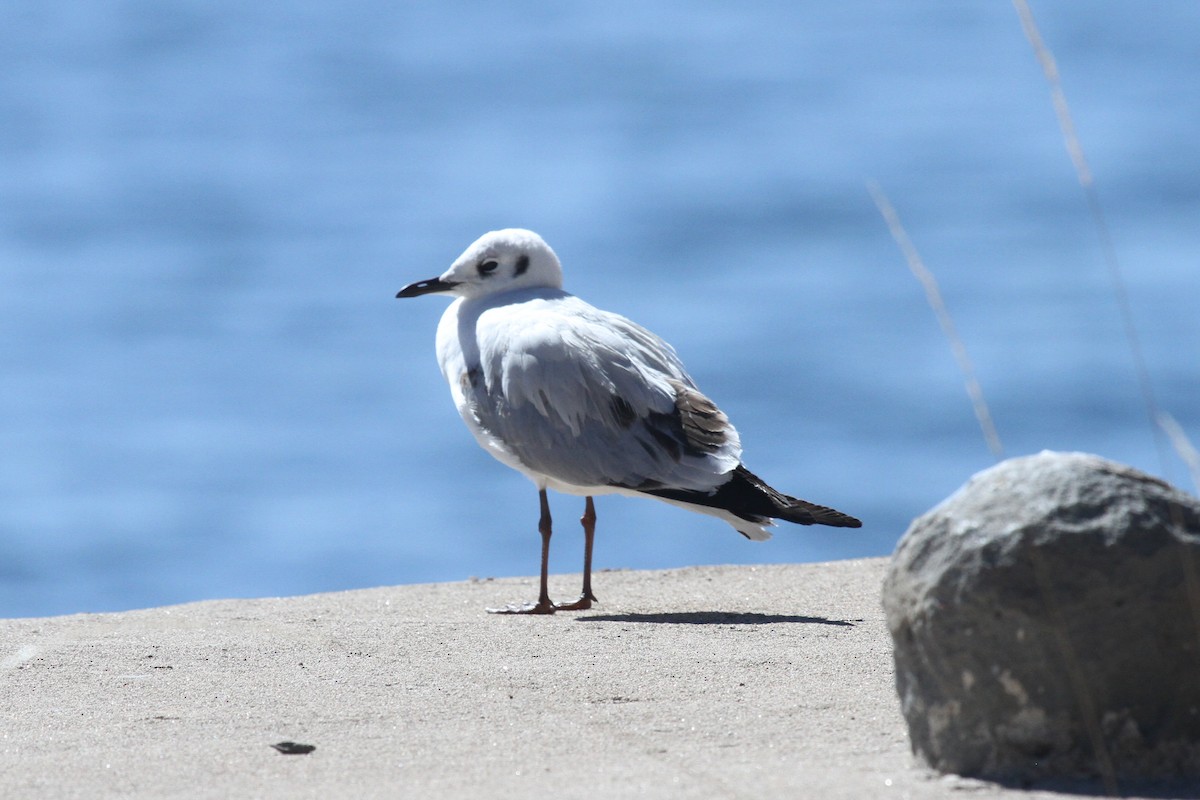 Andean Gull - ML638800639
