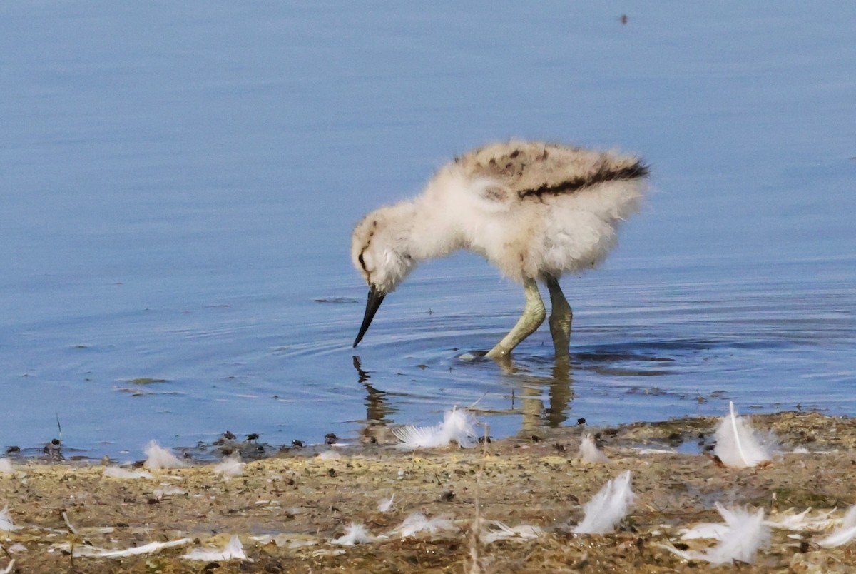 Avocetta - ML638800640