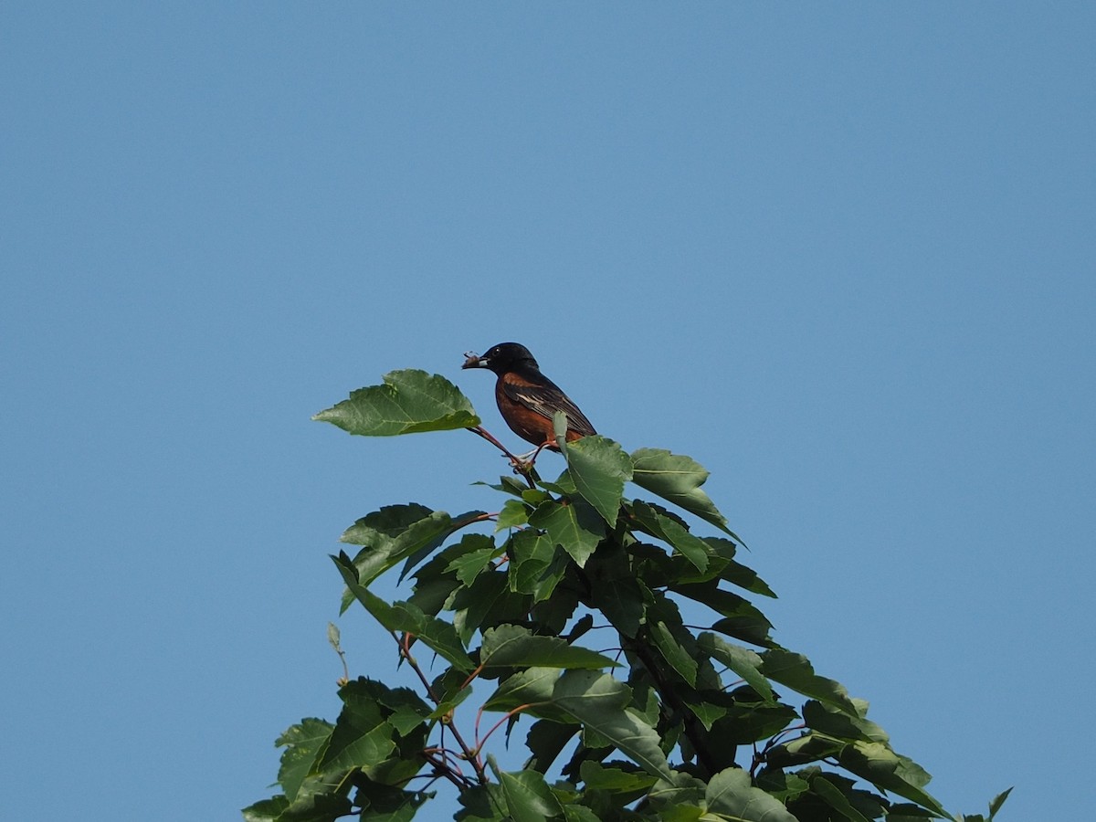 Orchard Oriole - ML638800641