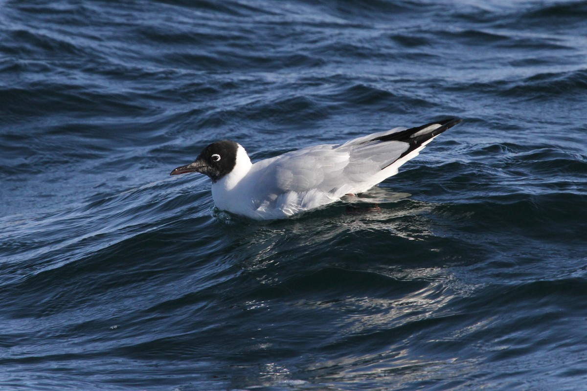 Andean Gull - ML638800651