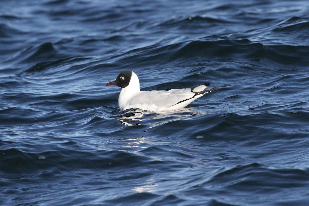 Andean Gull - ML638800652