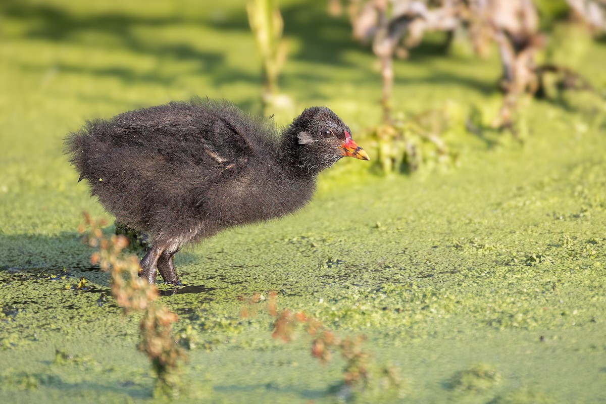 Eurasian Moorhen - ML638800685