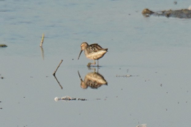 Stilt Sandpiper - ML638800688