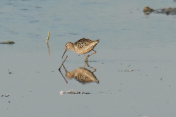 Stilt Sandpiper - ML638800689