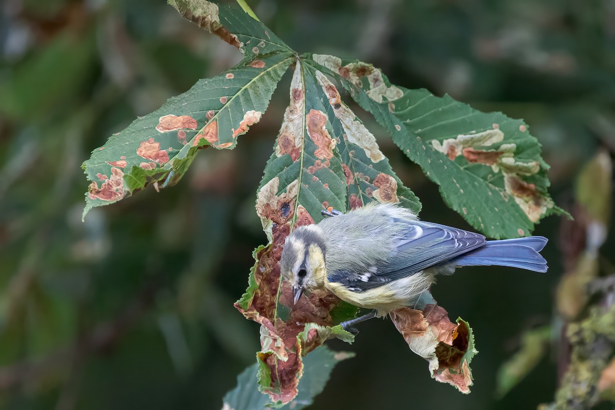 Eurasian Blue Tit - ML638800703