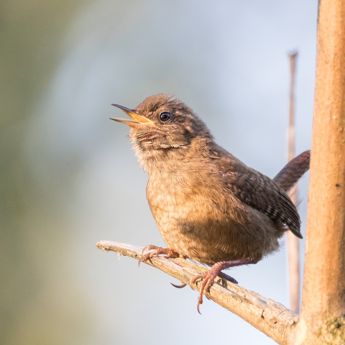 Eurasian Wren (Eurasian) - ML638800716