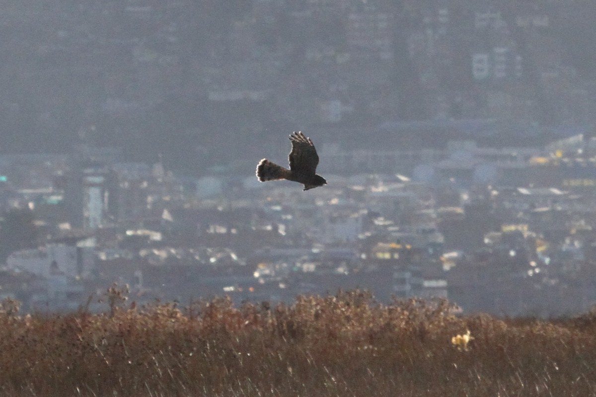 Cinereous Harrier - ML638800720