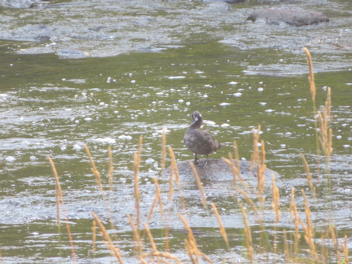 Harlequin Duck - ML638800721