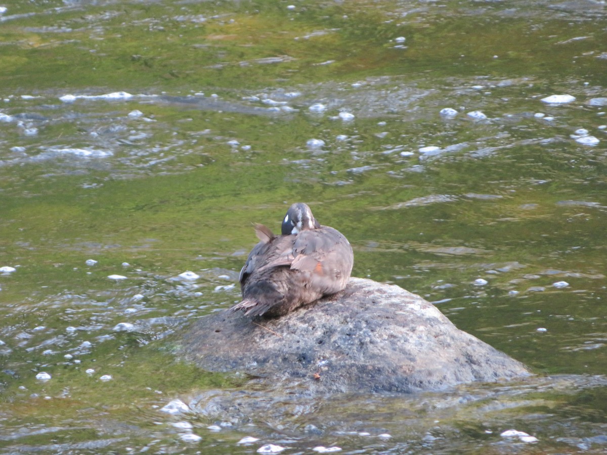 Harlequin Duck - ML638800722
