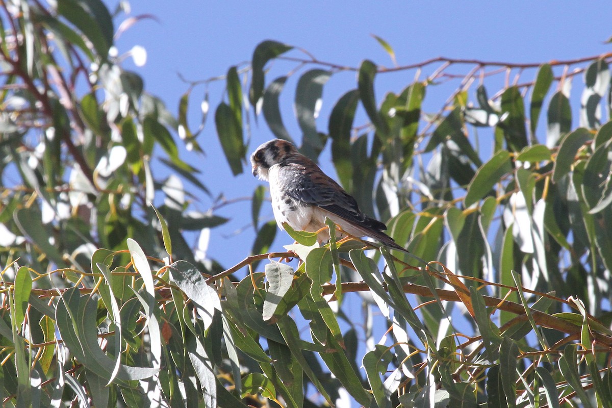 American Kestrel - ML638800734