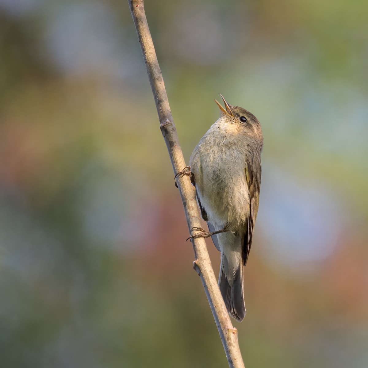 Common Chiffchaff - ML638800772