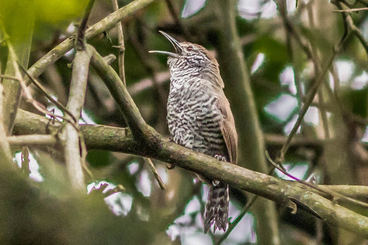 Speckle-breasted Wren - ML638800813